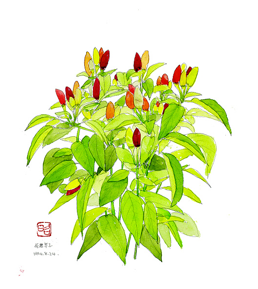 花唐辛子　正昭